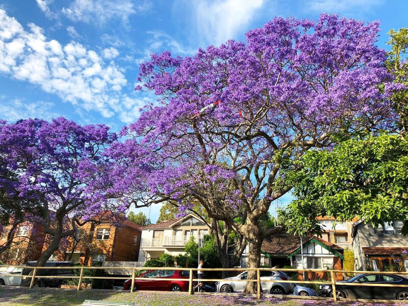 紫の花ジャカランダの名所 シドニーのミルソンパークでお花見をしてきました M I N T Y